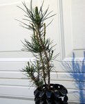 DSC_0431.JPG