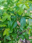 IMG_20200425_183831.jpg