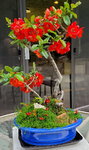 Flowering-Quince-FullBloom-2020-04-29.jpg