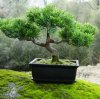 4722211422_Bonsai_Tree_xlarge.jpeg