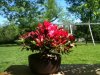 azalea( Fire engine red) (2).JPG