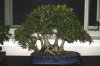 Clump Ficus.jpg Clump Ficus.jpg