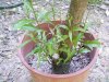 DSCF1611.jpg