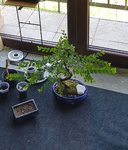 20200416_104417-01.jpeg