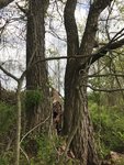 Trees - Sassafrass.jpg