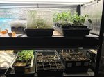 Tree Propagator.jpg