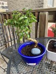 new bonsai upon purchase.jpg