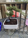juniper bonsai before repotting.jpg