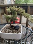 juniper bonsai post potting front view.jpg