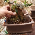 Screenshot_20200522-134432_Gallery.jpg Screenshot_20200522-134432_Gallery.jpg