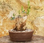 Screenshot_20200522-134601_Gallery.jpg Screenshot_20200522-134601_Gallery.jpg