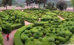 hortikultura.mk_simsir_buxus_sempervirens_1.jpg