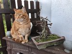 20191214_06_cats_Lillo_bonsai_ivy_01.jpg