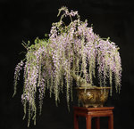 WISTERIA VALAVANIS.JPG