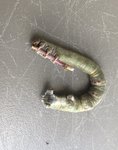 Caterpillar.jpg