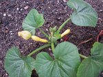 courgettes_200608a.jpg