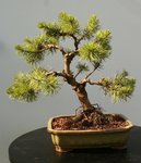 Bonsai 7.jpg
