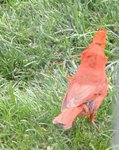 DSC_4598.JPG