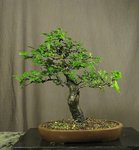 crataegus03_200604b.jpg