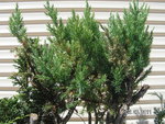 Juniper approach graft original foliage.JPG