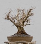 2016-03-SAL_4737w.jpg