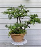 Larch_Grove_ - 4.jpeg Larch_Grove_ - 4.jpeg