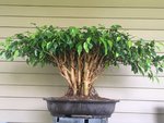 Ficus June 2020.JPG