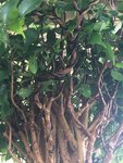 Ficus below 2020.JPG