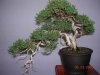 Shohin Juniper REBS Show.jpg