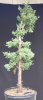 Juniperus chinensis Wintergreen20rs.jpg