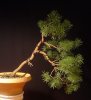 pinus_kengai_041203a.jpg