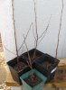 Birch Seedlings_6.jpg