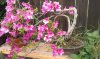 Azalea11.jpg Azalea11.jpg
