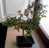 IMG_20130607_091810.jpg