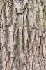 3796839-841438-willow-tree-bark-texture.jpg