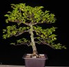 hornbeam_061613_02.jpg