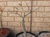 chinese elm.jpg