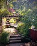 pergola and backyard.jpg