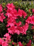 Azalea.Front.Late.June.JPG