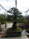 Picea orientalis_20170906_151202990 (2019_10_20 19_42_16 UTC).jpg