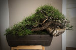 pinus sylvestris na.jpg