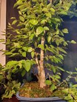 20200706_172916.jpg