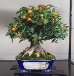 kumquat.jpg