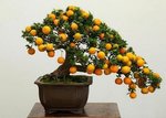 calamondin.jpg