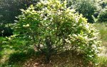 Fagus Sylvatica 02-06-2020 Rokkestenen.jpg