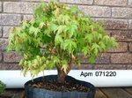 Apm 2020_0712 leafed out c.JPG