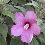 hardy hibiscus today2.jpg