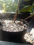 IMG_20200715_175333255.jpg