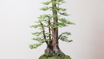mirai redwood.jpg