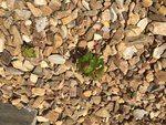 Top view of one of the most impressive saplings.